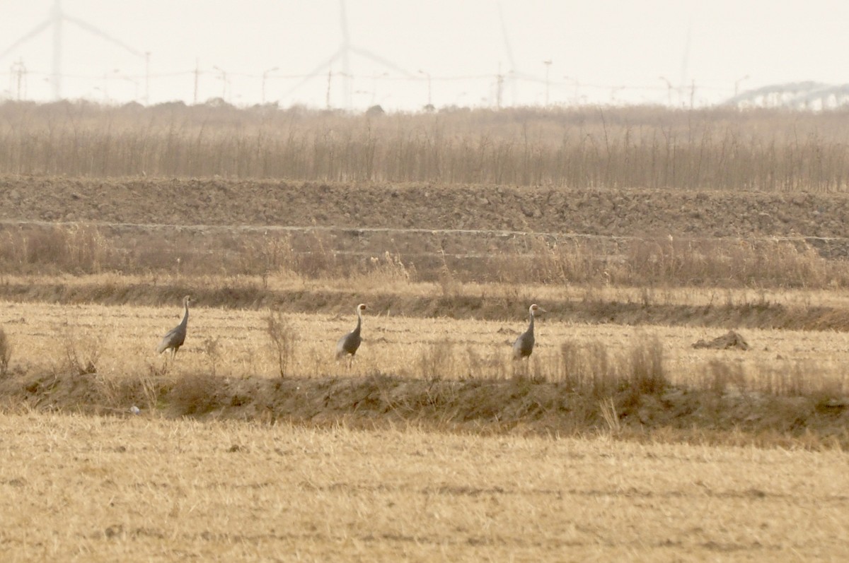 White-naped Crane - ML298184881