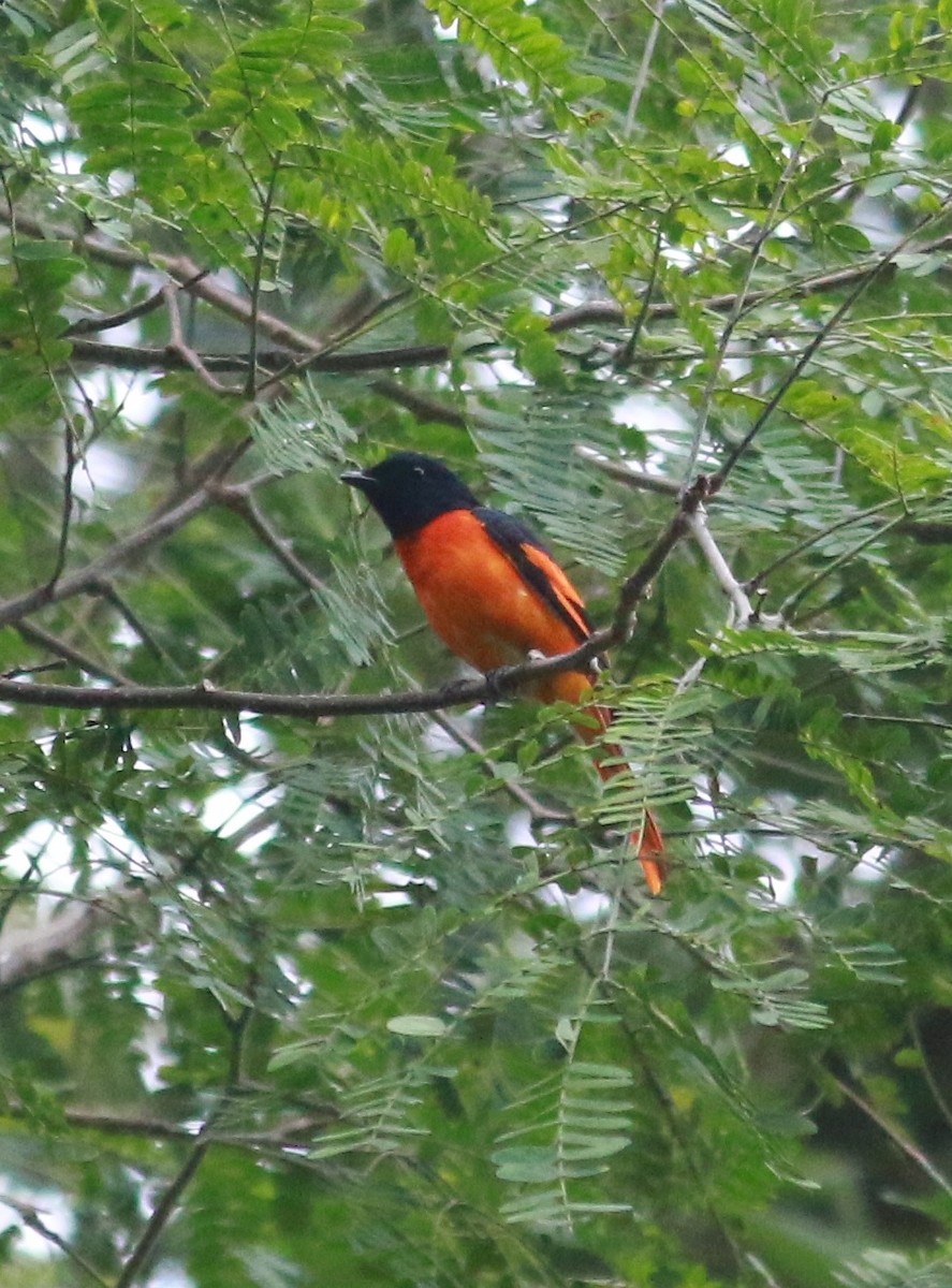 Orange Minivet - shino jacob koottanad