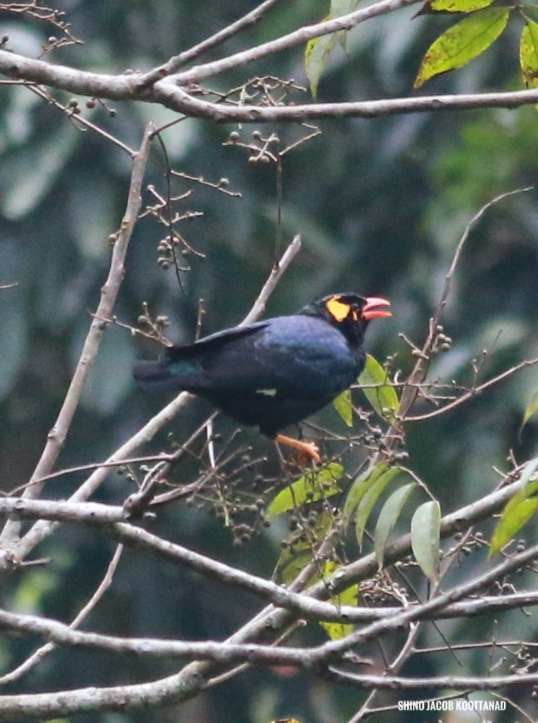 Southern Hill Myna - shino jacob koottanad