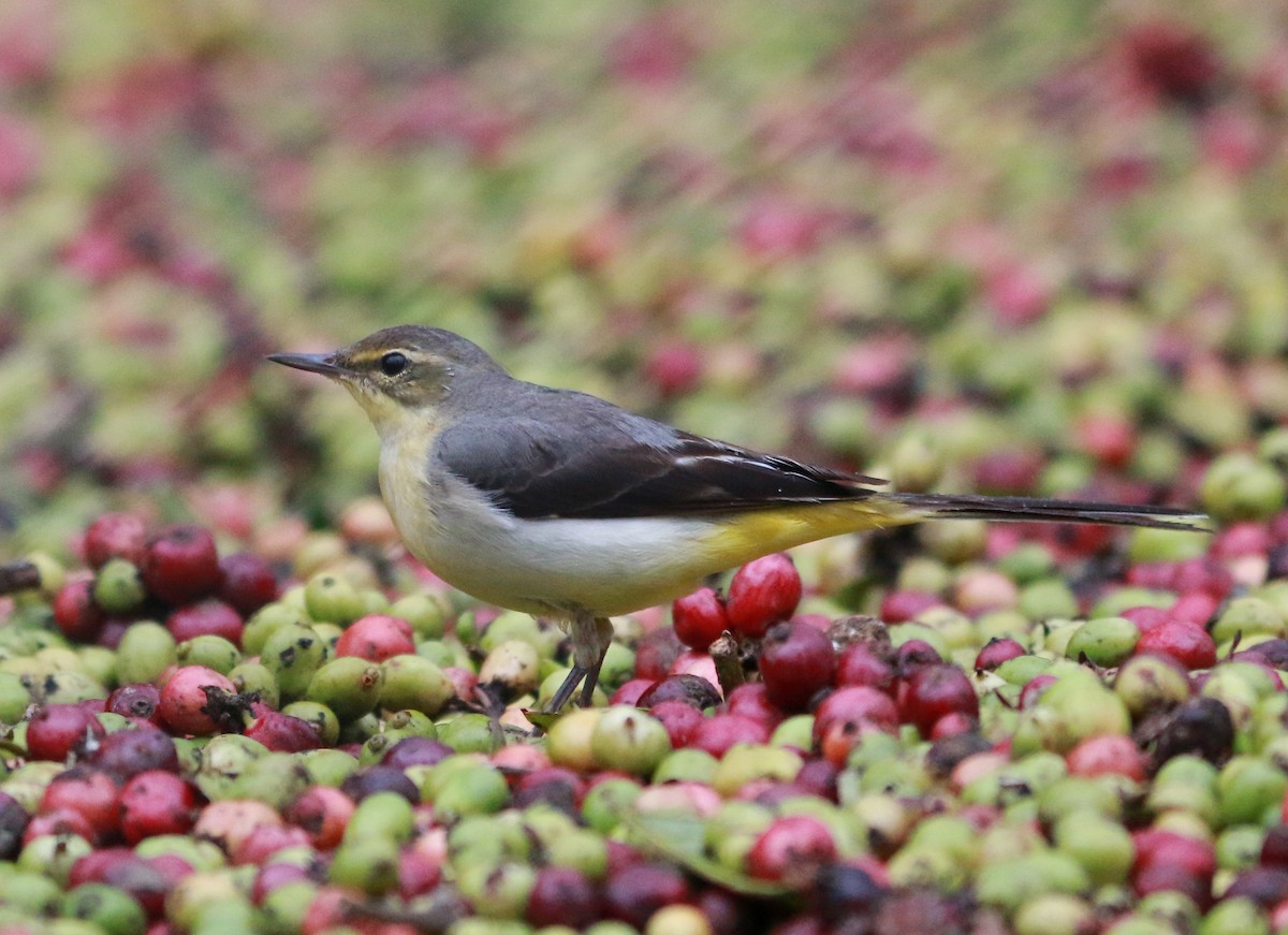 Gray Wagtail - shino jacob koottanad