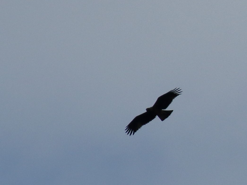 eagle sp. - ML298185521
