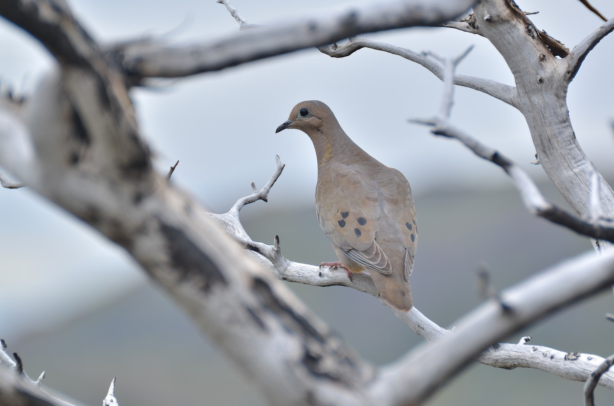 Eared Dove - ML298186671