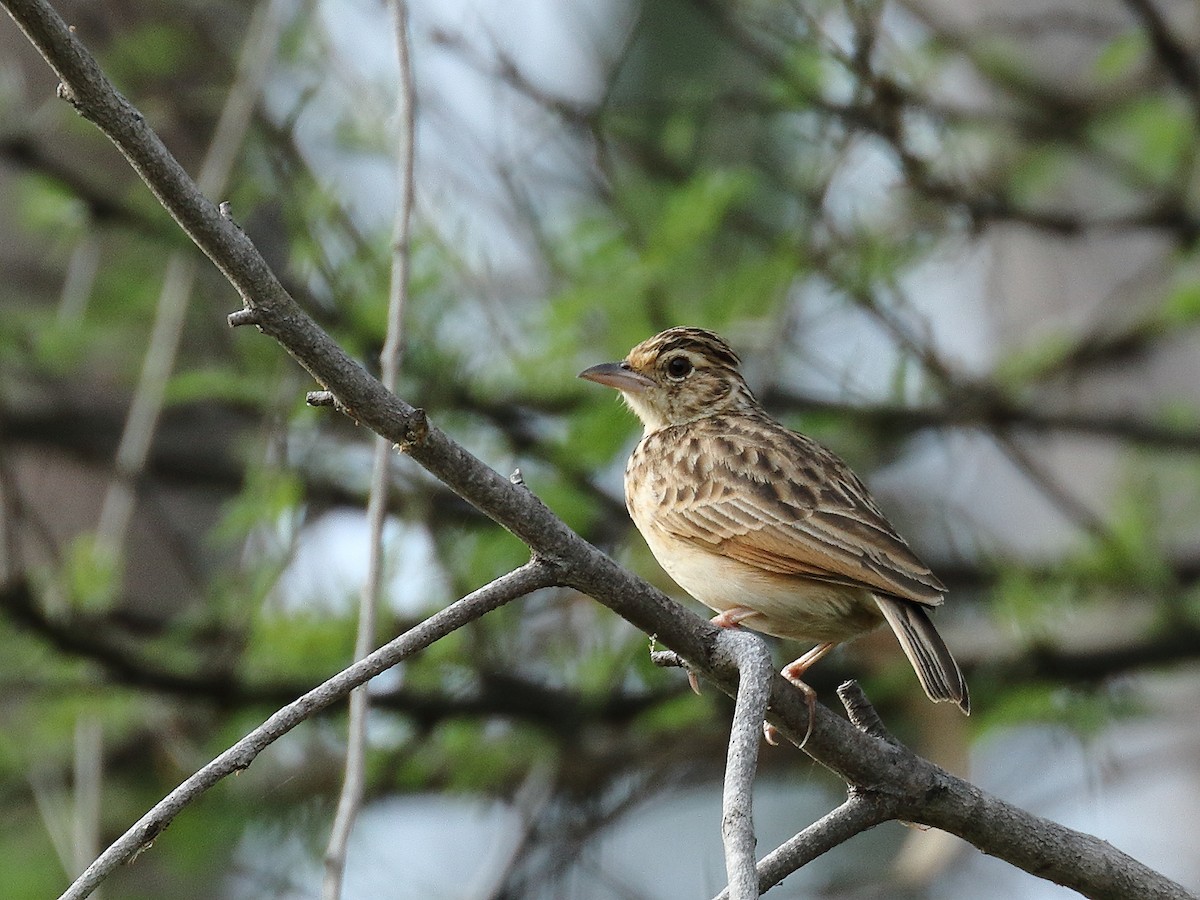 Jerdon's Bushlark - ML298186701
