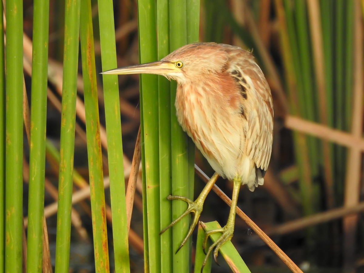 Yellow Bittern - ML298187821