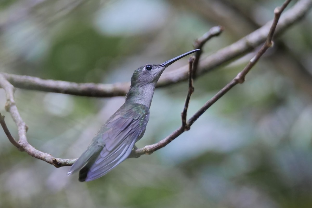 Campyloptère à ventre gris - ML298188641