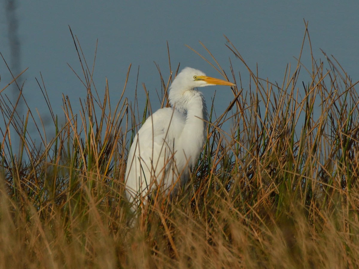 Great Egret - ML298189031