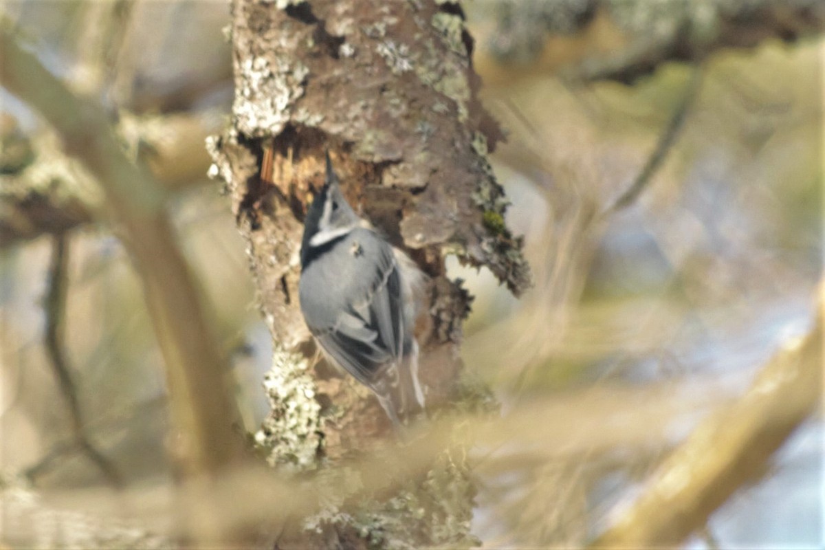 White-breasted Nuthatch - ML298189261