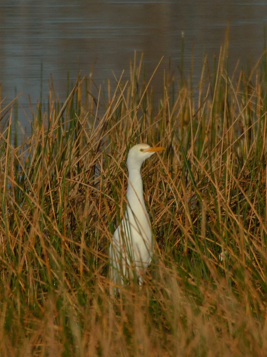 Western Cattle Egret - ML298189311