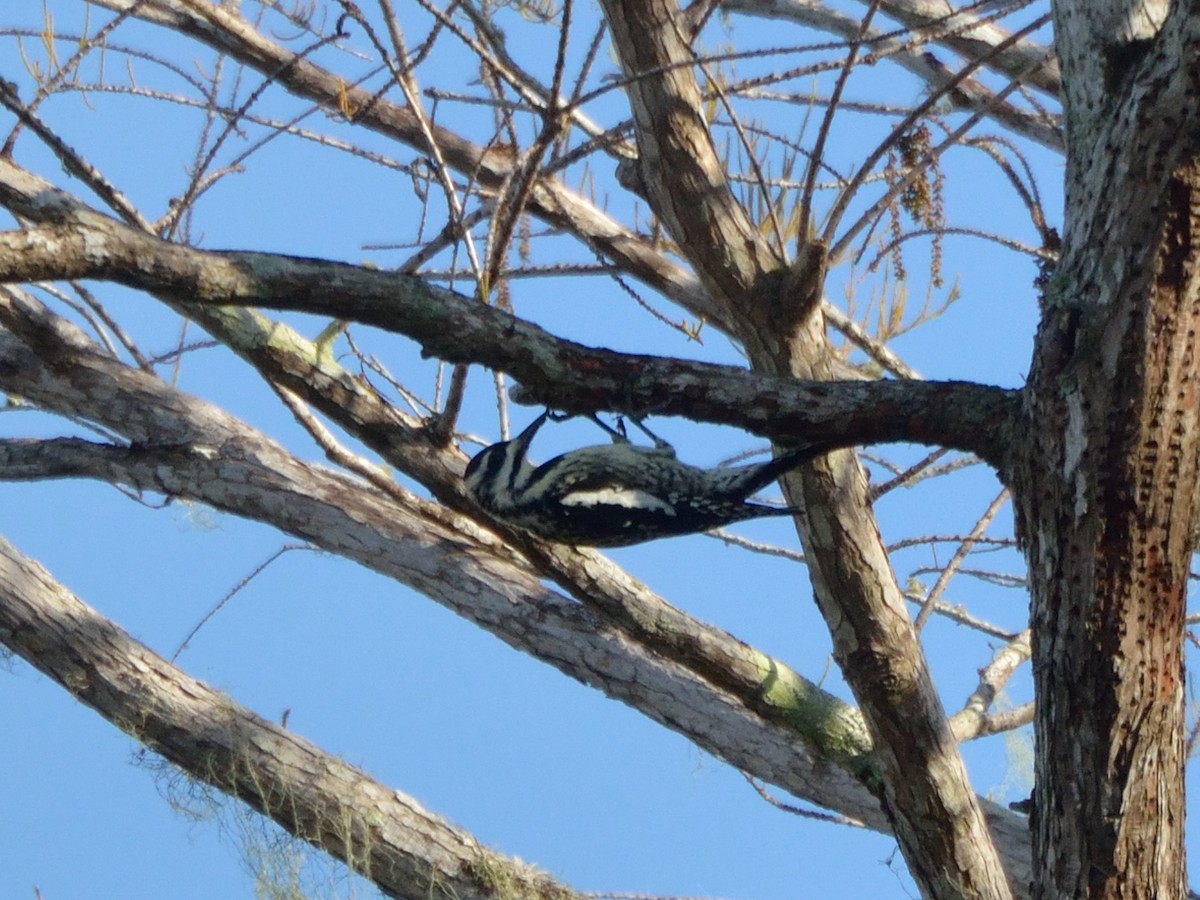 Yellow-bellied Sapsucker - ML298189891