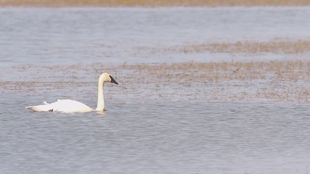 Cygne trompette - ML298190241