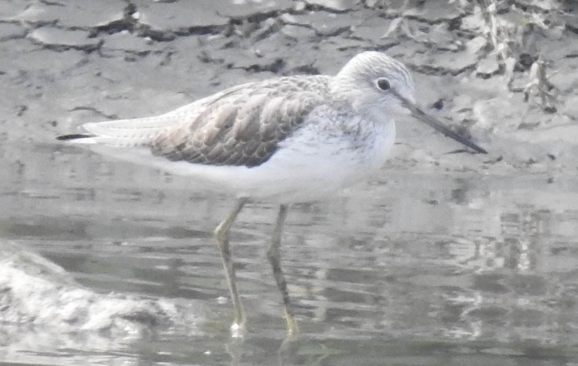 Common Greenshank - Michael Grunwell