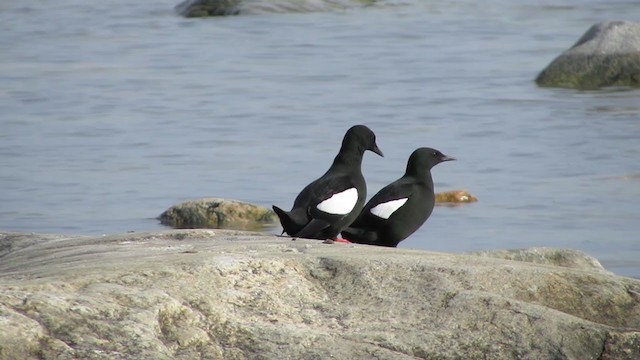 Black Guillemot - ML298191111