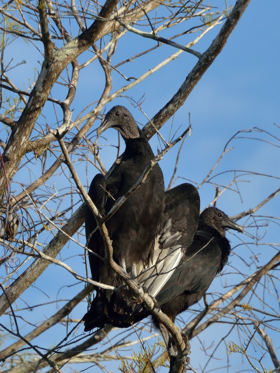 Black Vulture - Bente Torvund