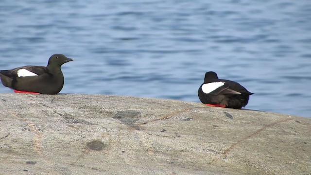 Black Guillemot - ML298191861