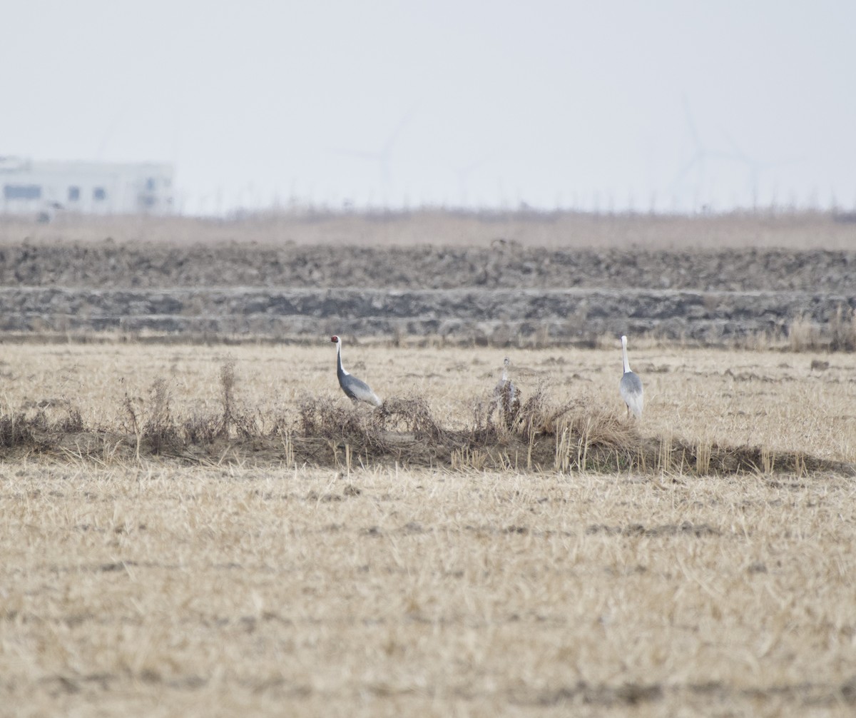 White-naped Crane - ML298191921