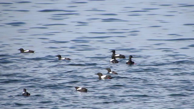 Black Guillemot - ML298191991