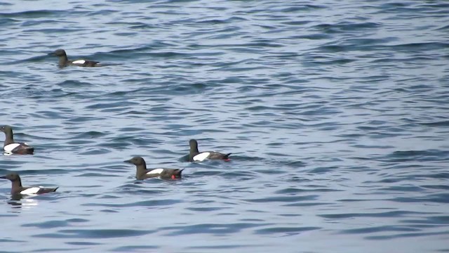 Black Guillemot - ML298192031