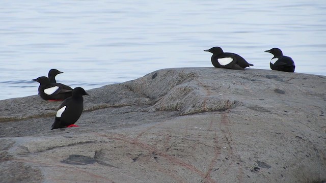 Black Guillemot - ML298192051