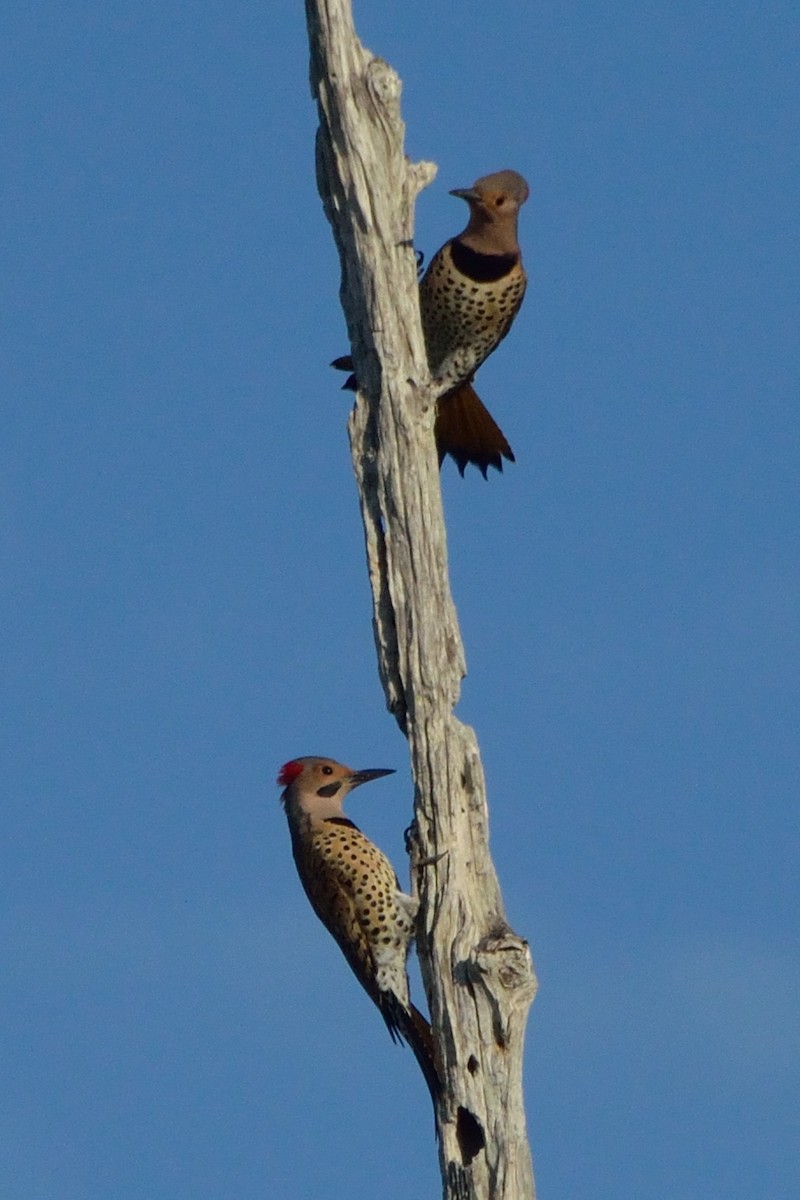 Northern Flicker - ML298192351