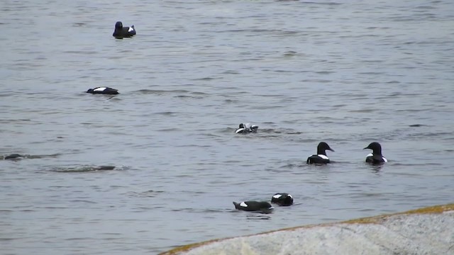 Black Guillemot - ML298192821