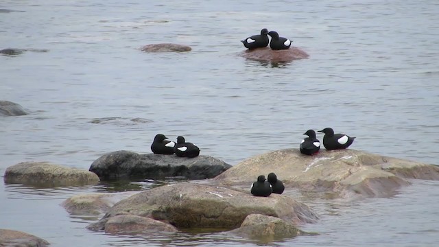 Black Guillemot - ML298192871