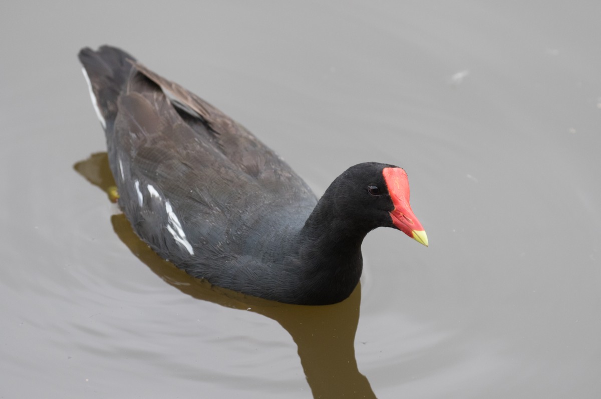 Common Gallinule - Simon Best