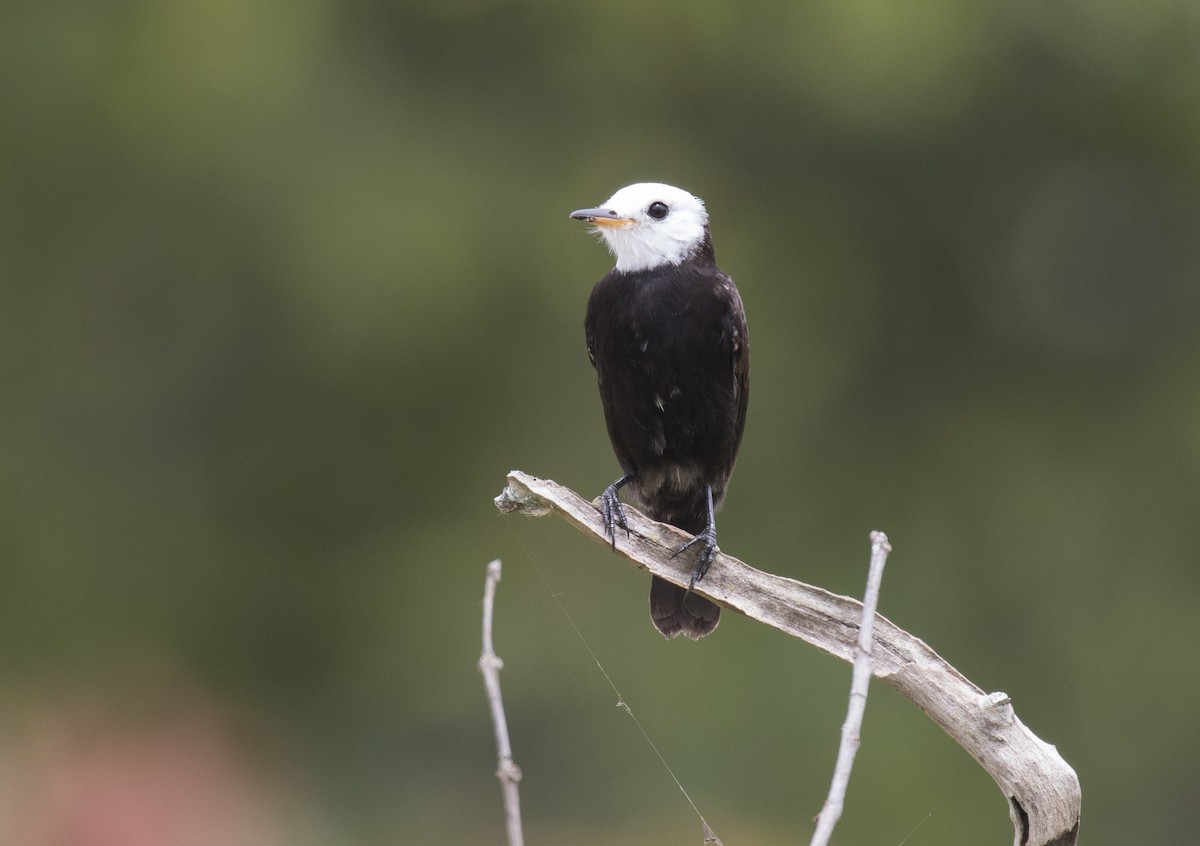 White-headed Marsh Tyrant - ML298193151