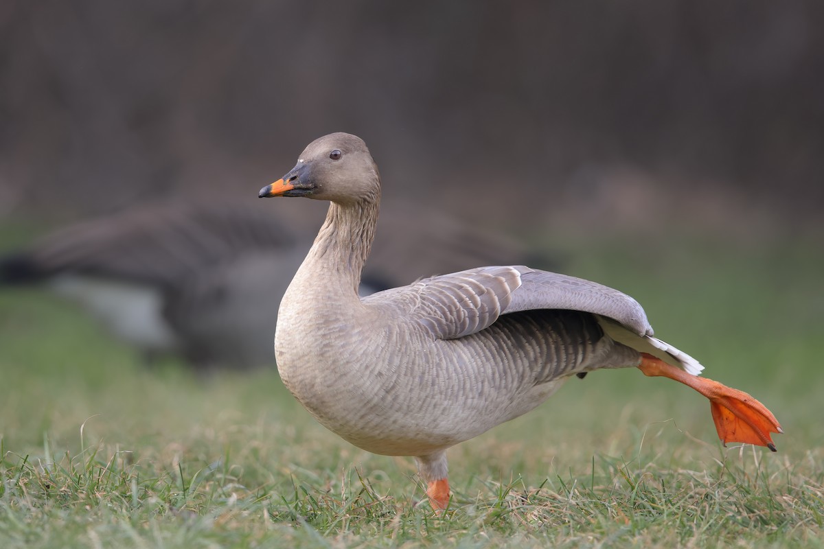 Tundra Bean-Goose - ML298193181