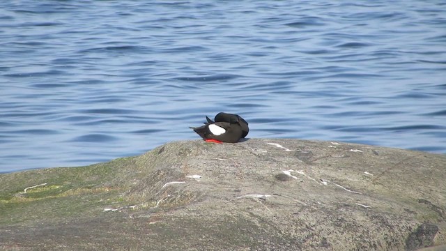 Black Guillemot - ML298193401