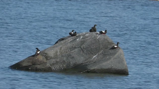 Black Guillemot - ML298194001