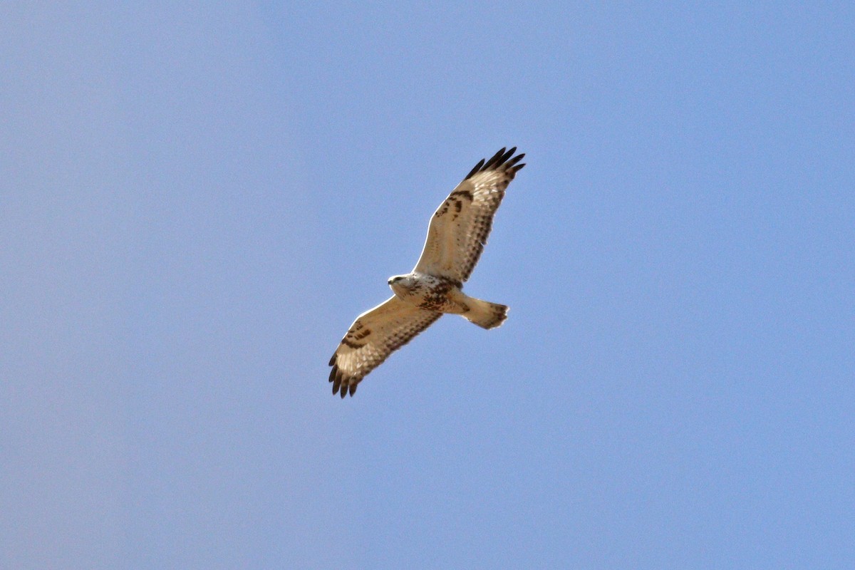 Rough-legged Hawk - ML298195901