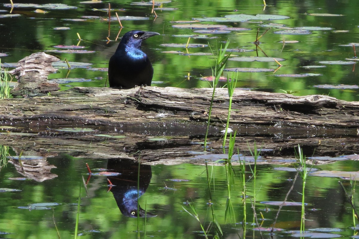 Common Grackle - ML29819791