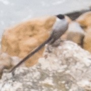 Gabelschwanz-Königstyrann - ML298199161