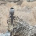 Fork-tailed Flycatcher - ML298199281