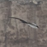 Fork-tailed Flycatcher - SBA County Historical Records