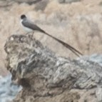 Gabelschwanz-Königstyrann - ML298199331