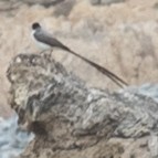 Fork-tailed Flycatcher - ML298199331