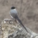 Fork-tailed Flycatcher - SBA County Historical Records