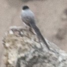 Fork-tailed Flycatcher - ML298199391