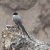 Fork-tailed Flycatcher - ML298199401