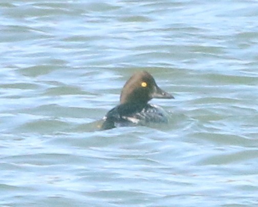 Common Goldeneye - ML298199461