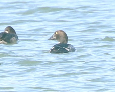 Common Goldeneye - joan garvey