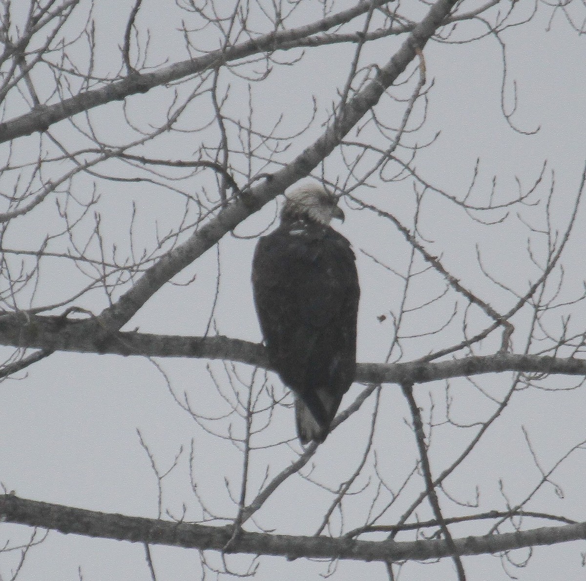 Bald Eagle - ML298200881