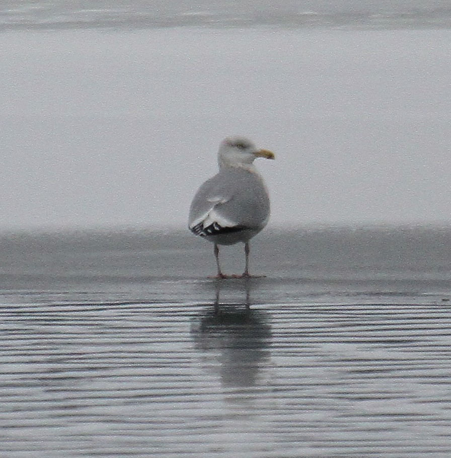 American Herring Gull - ML298201381