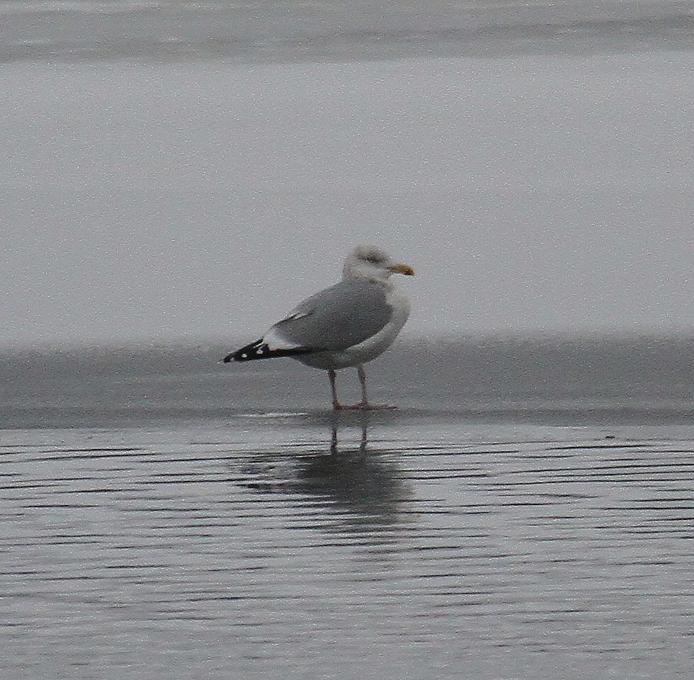 American Herring Gull - ML298201391