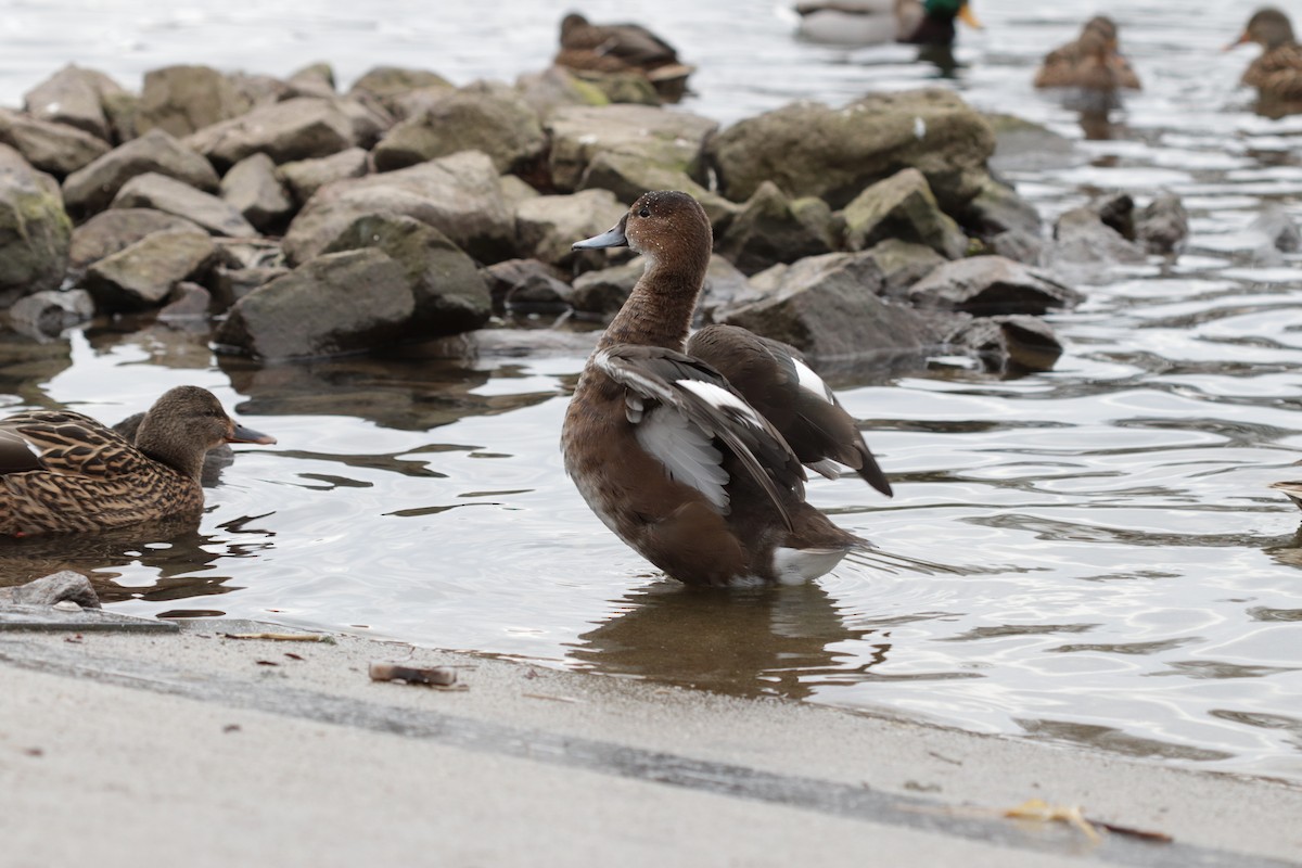 Rosy-billed Pochard - ML298201881
