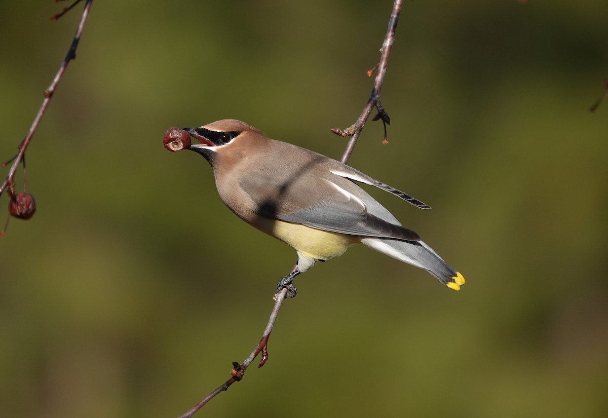 Cedar Waxwing - ML298206611