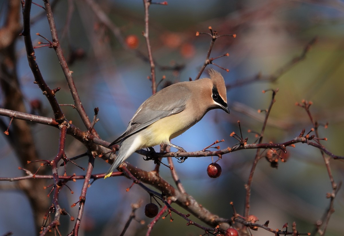 Cedar Waxwing - ML298206681