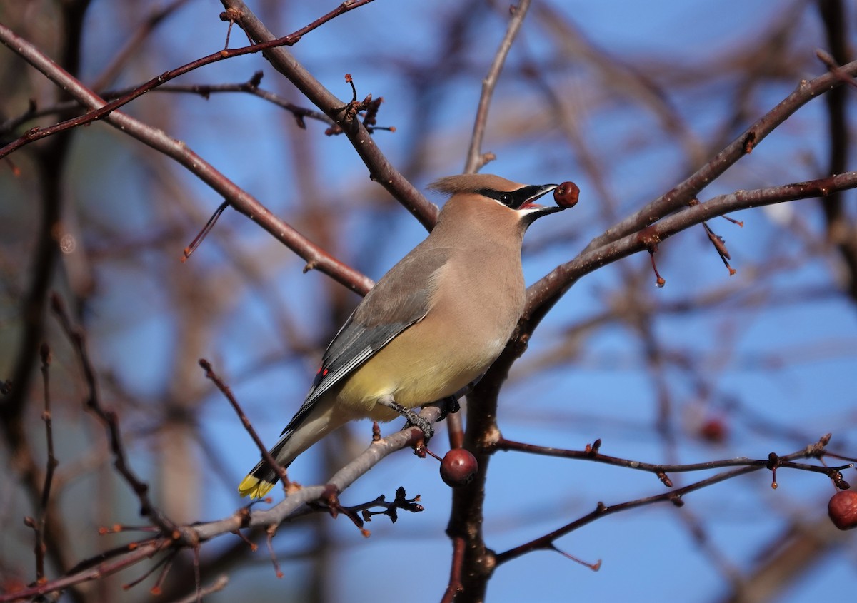 Cedar Waxwing - ML298206811