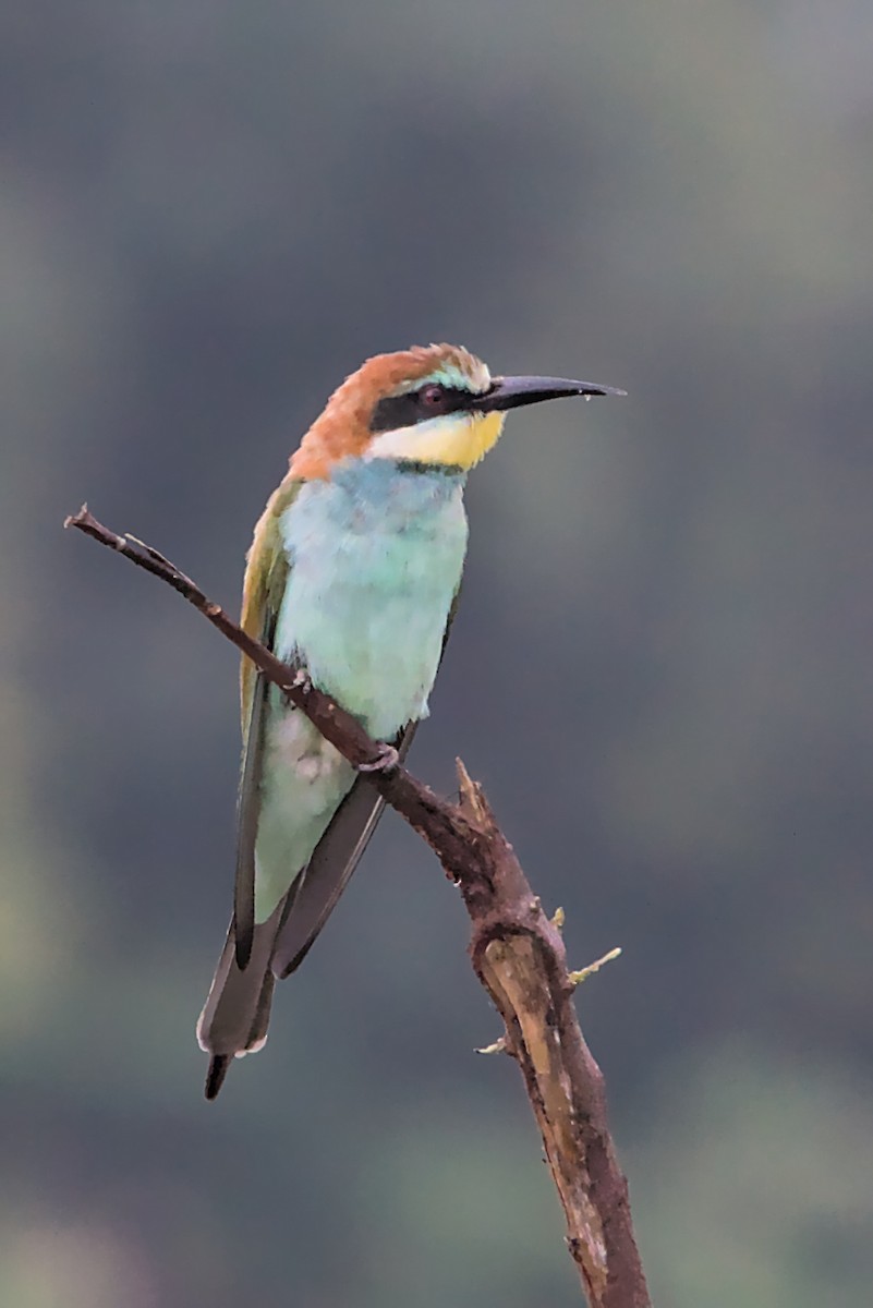 European Bee-eater - ML298206851